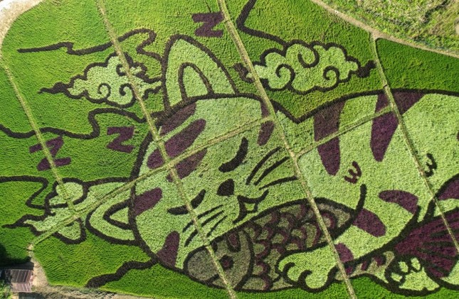 Cánh đồng ở Thái Lan biến thành bức tranh mèo khổng lồ - Ảnh 1.