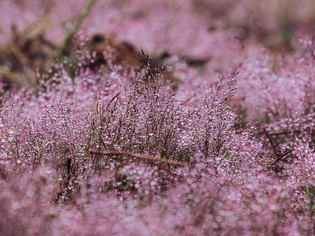 Danh sách các đồi cỏ hồng rực rỡ tại Đà Lạt dịp cuối năm và các lưu ý trước khi bắt đầu chuyến đi- Ảnh 11.