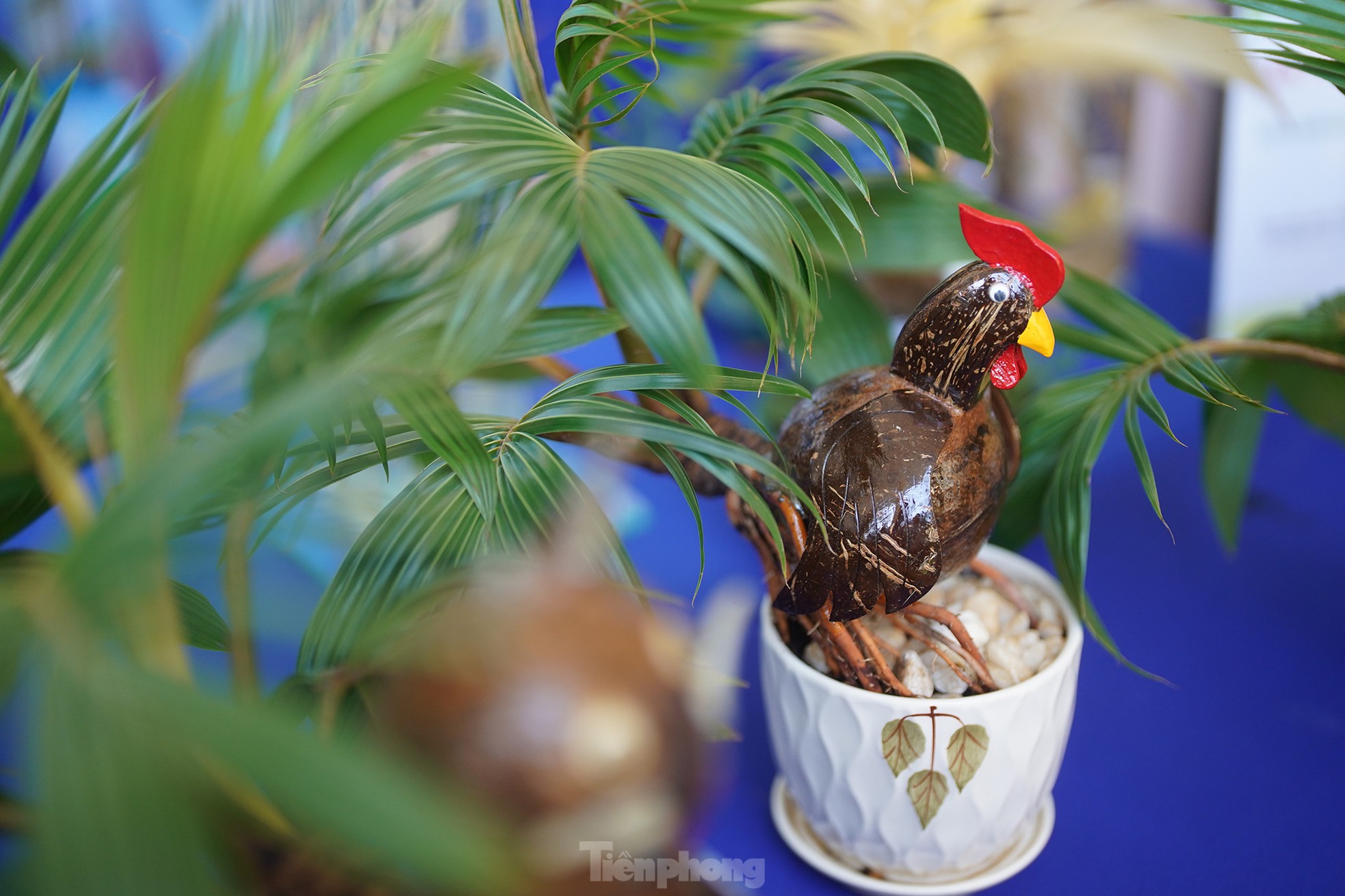 TPHCM: Độc đáo bonsai dừa ở Bình Chánh - Ảnh 5.