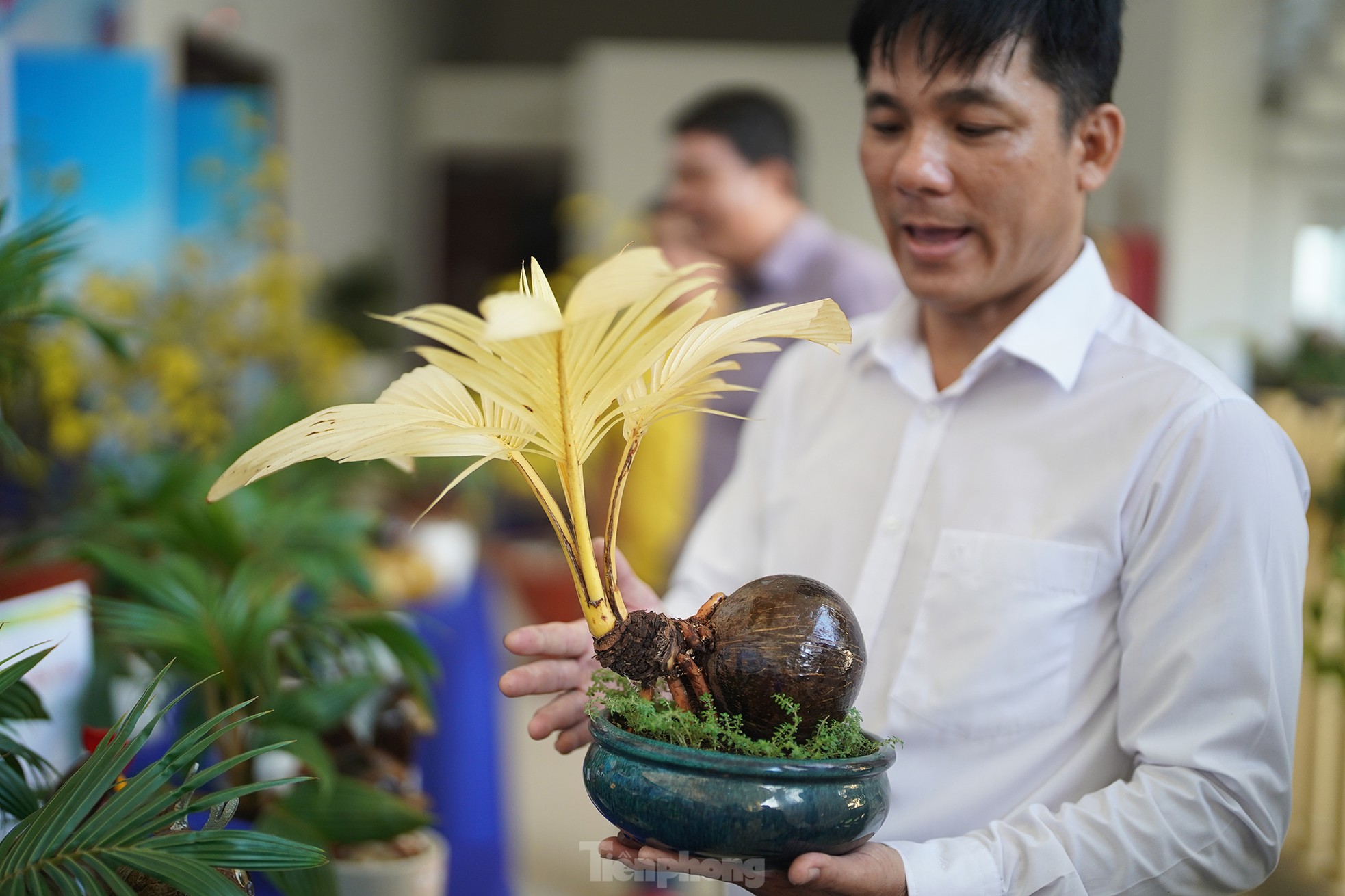 TPHCM: Độc đáo bonsai dừa ở Bình Chánh - Ảnh 4.