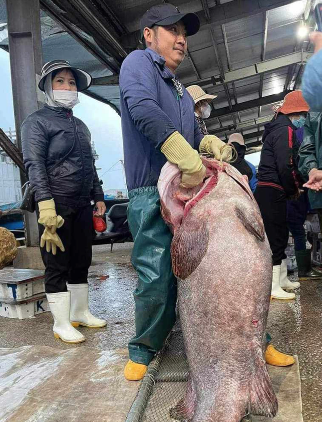 Bắt được con cá mú biển &quot;30 năm mới thấy&quot;, nặng gần 70kg - Ảnh 1.
