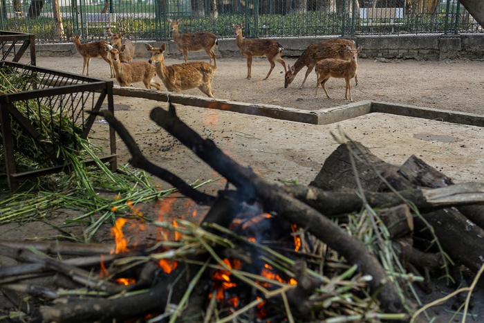 Bật máy sưởi, bình nóng lạnh, đốt lửa để giữ ấm cho động vật ở Vườn thú Hà Nội - Ảnh 13.