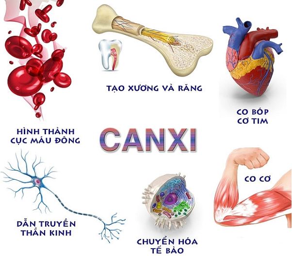 Đáp ứng nhu cầu canxi hữu cơ cho người cao tuổi với COLOS IgGOLDTM  - Ảnh 1.