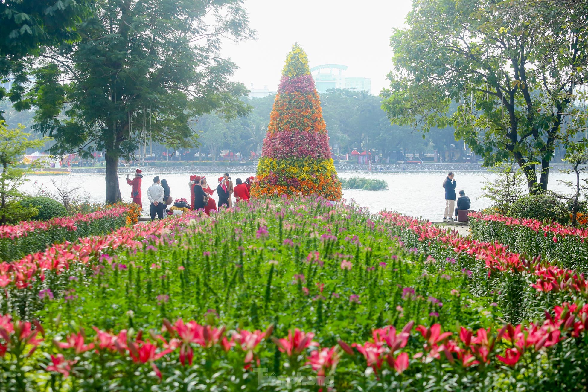 Cận cảnh cây thông Noel 'độc nhất' làm từ 2.000 cành hoa ly ở Hà Nội - Ảnh 1.