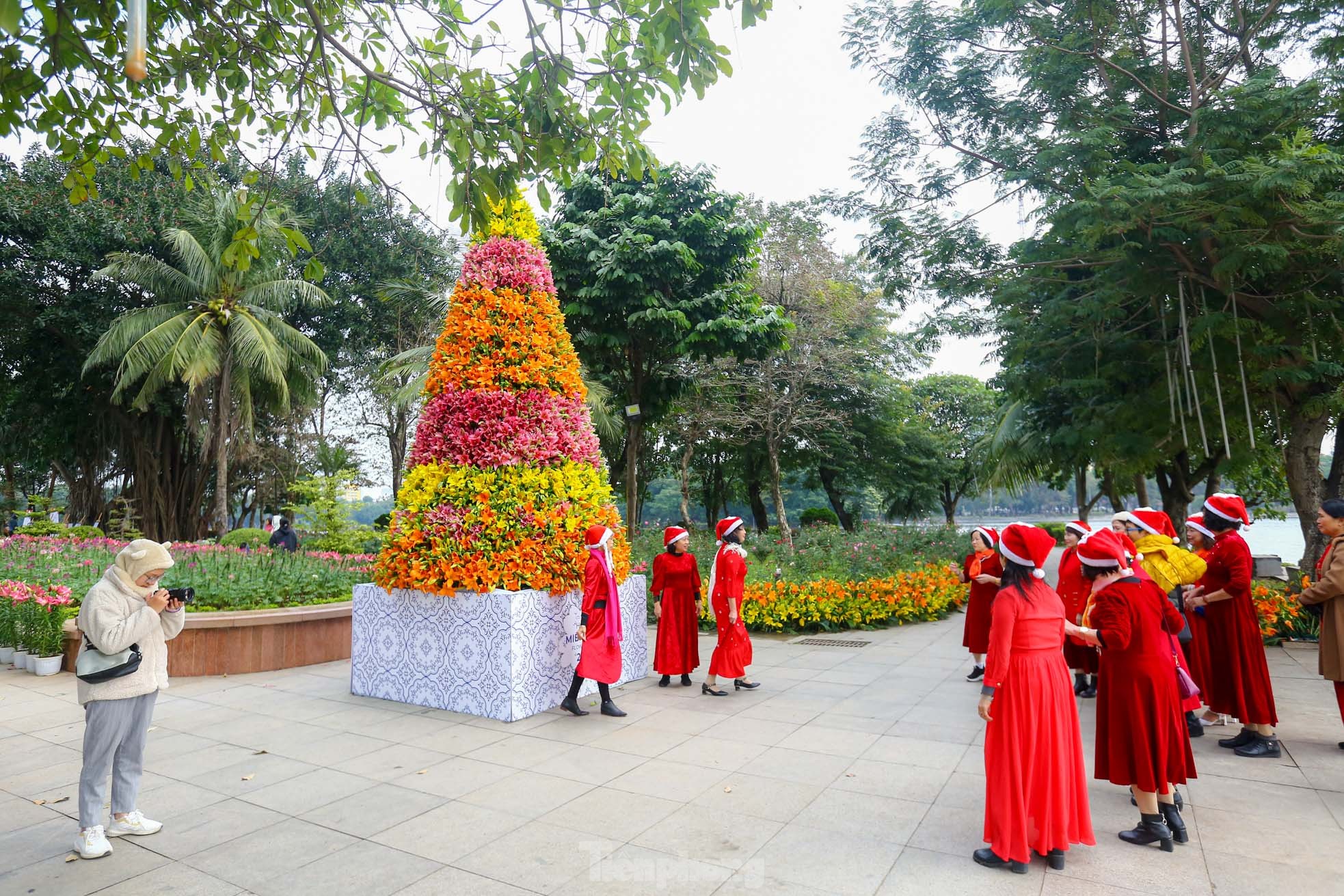 Cận cảnh cây thông Noel 'độc nhất' làm từ 2.000 cành hoa ly ở Hà Nội - Ảnh 2.