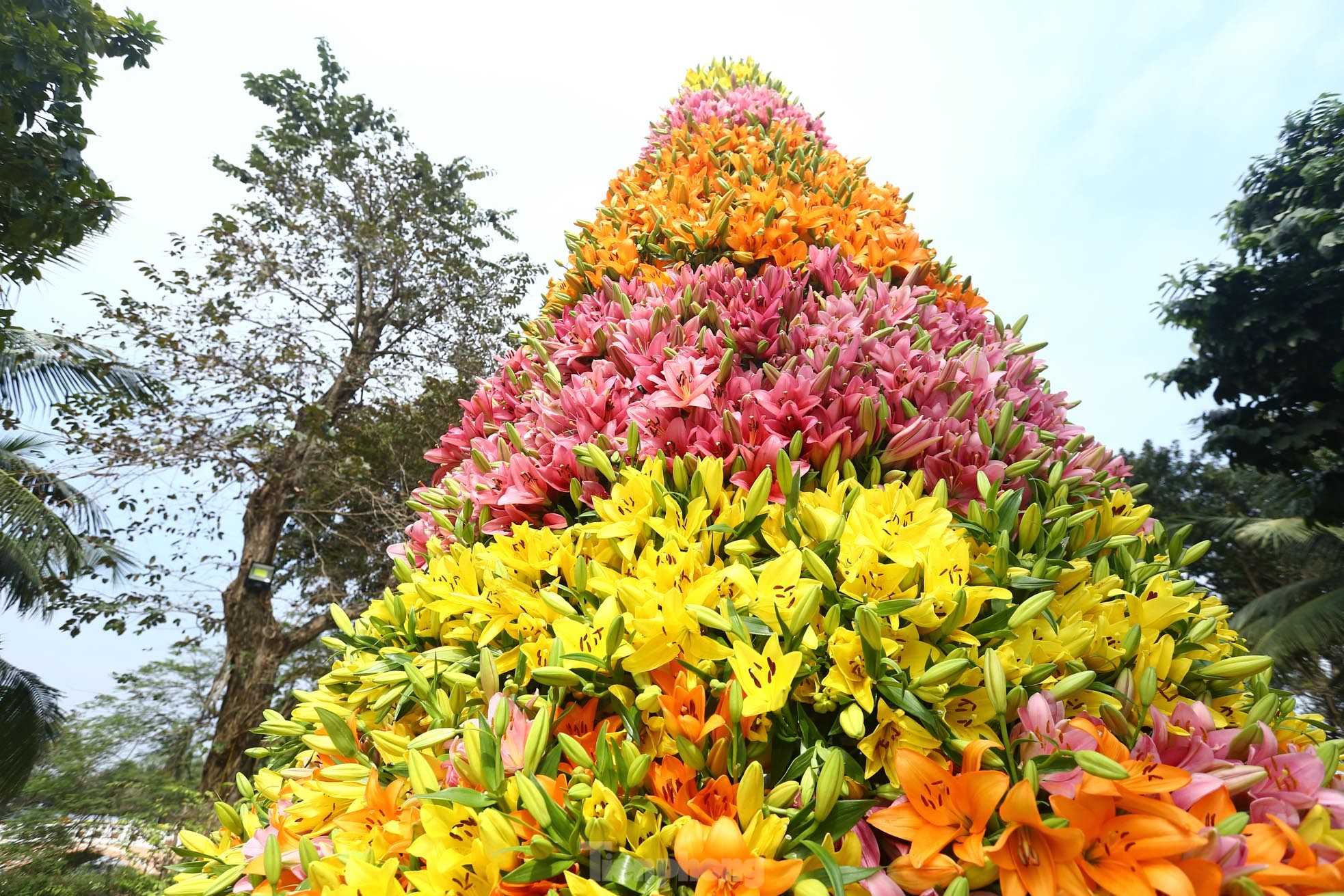 Cận cảnh cây thông Noel 'độc nhất' làm từ 2.000 cành hoa ly ở Hà Nội - Ảnh 4.