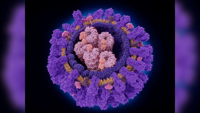 Phát hiện một loại kháng thể có thể nhắm vào nhiều chủng virus cúm cùng lúc - Ảnh 1.