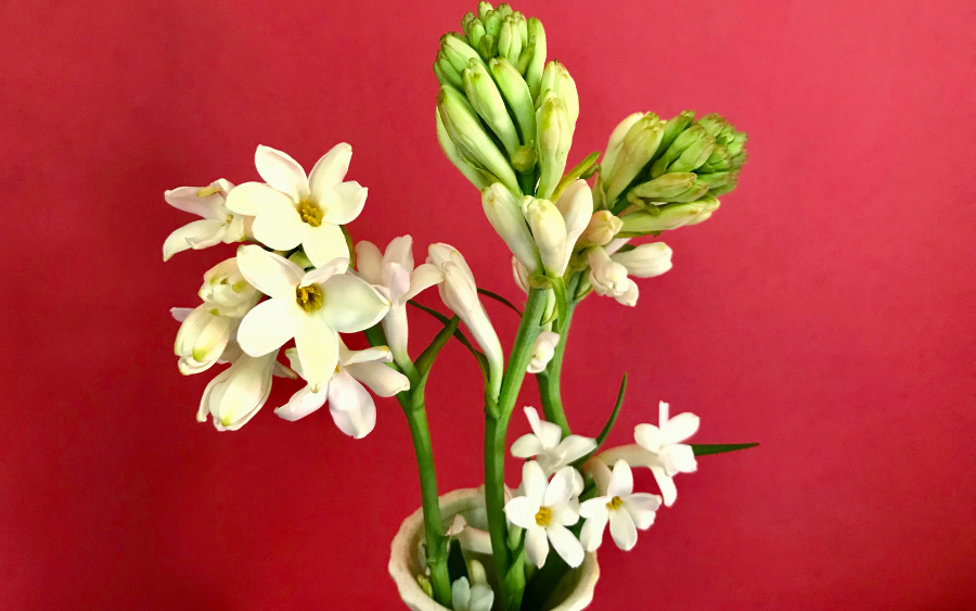 Ý nghĩa đặc biệt của hoa huệ trắng khi cắm trên bàn thờ không phải ai cũng biết - Ảnh 4.