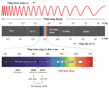 Triển vọng từ sử dụng &aacute;nh s&aacute;ng nh&acirc;n tạo cho c&acirc;y trồng ở Việt Nam - Ảnh 1.