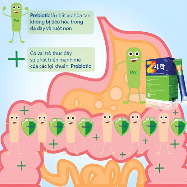 Probiotic và Prebiotic trong men vi sinh Z:LAC Probiotics Formula Standard có gì đặc biệt? - Ảnh 2. Probiotic và Prebiotic trong men vi sinh Z:LAC Probiotics Formula Standard có gì đặc biệt? - Ảnh 2.