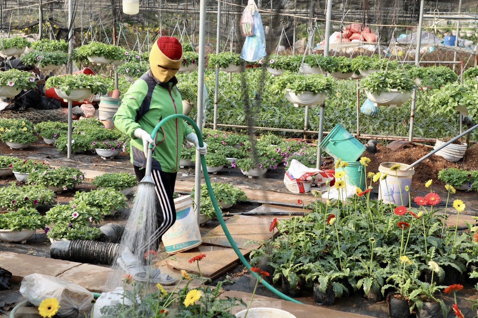 Thủ phủ hoa nổi tiếng miền Bắc rực rỡ sắc màu bước vào vụ Tết - Ảnh 18.
