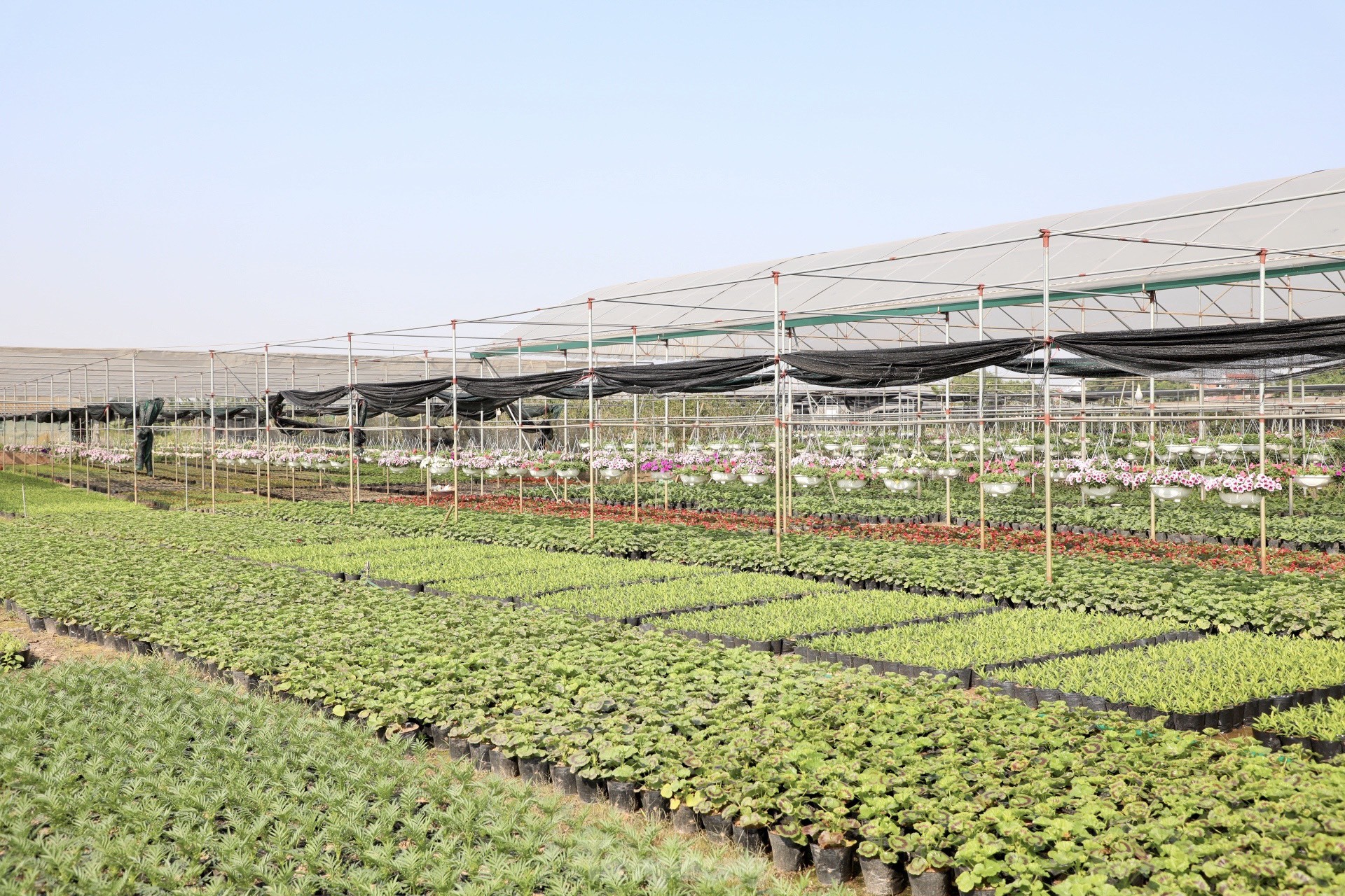 Thủ phủ hoa nổi tiếng miền Bắc rực rỡ sắc màu bước vào vụ Tết - Ảnh 19.