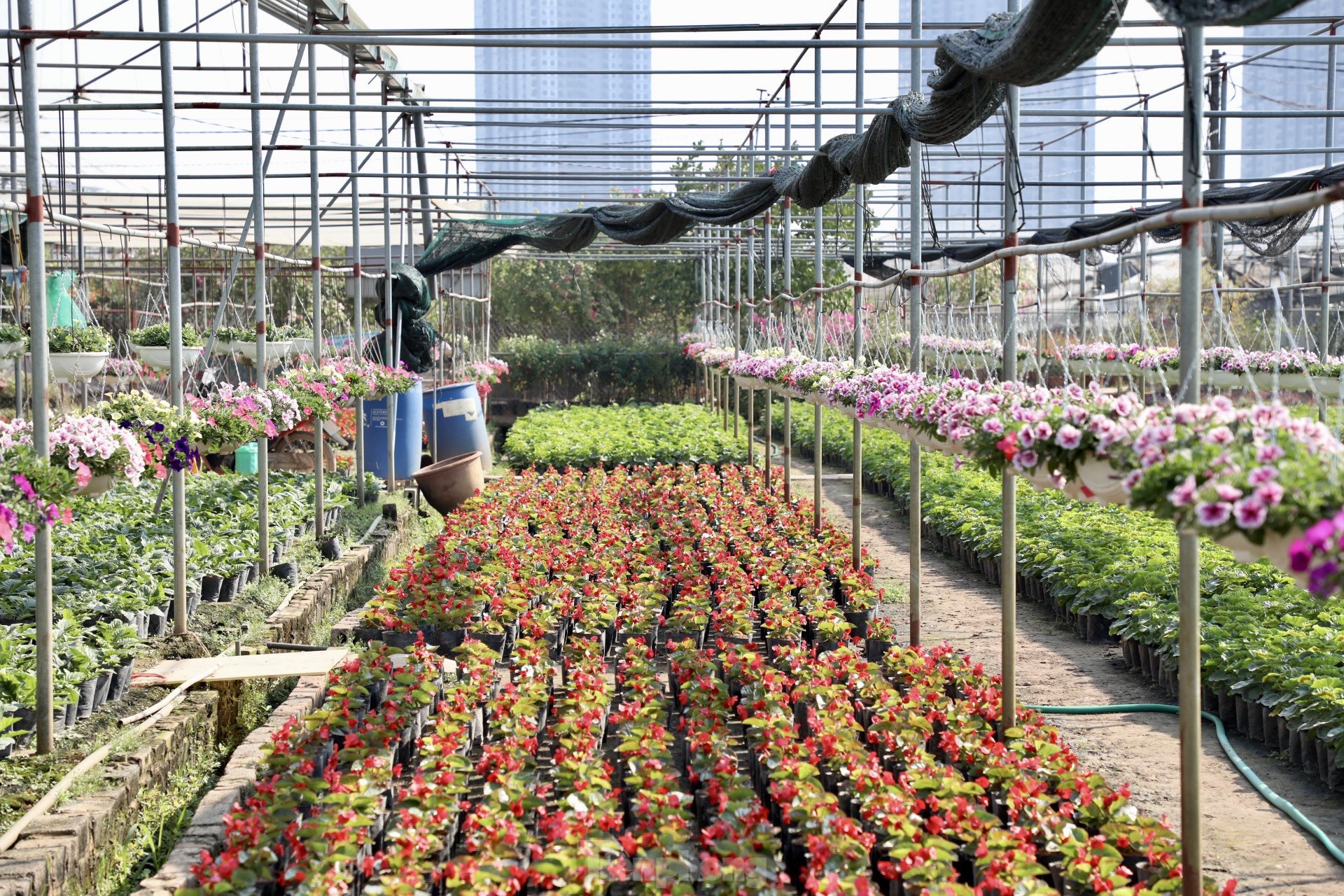 Thủ phủ hoa nổi tiếng miền Bắc rực rỡ sắc màu bước vào vụ Tết - Ảnh 21.