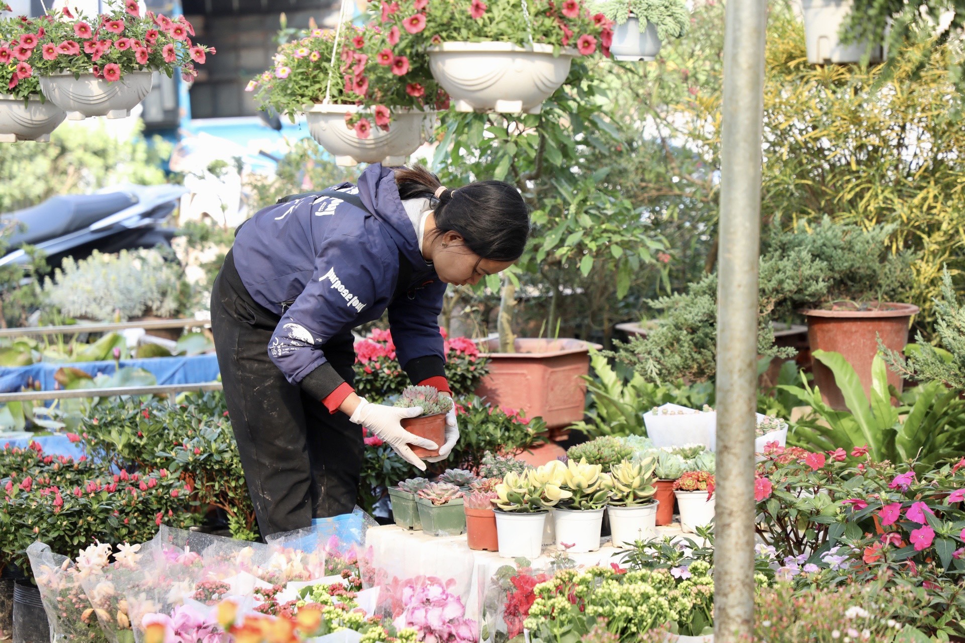 Thủ phủ hoa nổi tiếng miền Bắc rực rỡ sắc màu bước vào vụ Tết - Ảnh 8.