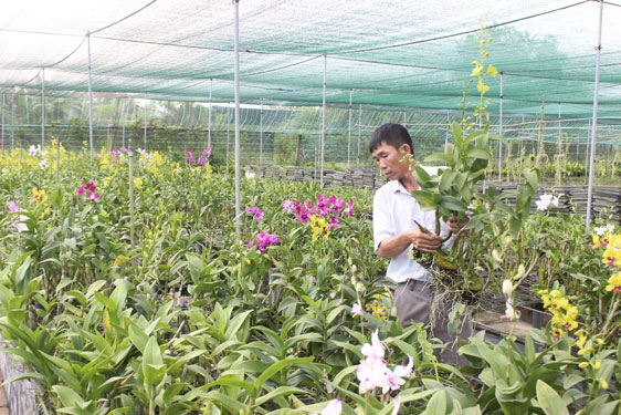 Nông dân trồng lan ngoại thành TP HCM Ảnh: AN NA Nông dân trồng lan ngoại thành TP HCM Ảnh: AN NA