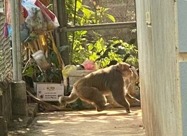 Xuất hiện cá thể khỉ hoang dã tại Sơn La khiến dân bất an - Ảnh 1.