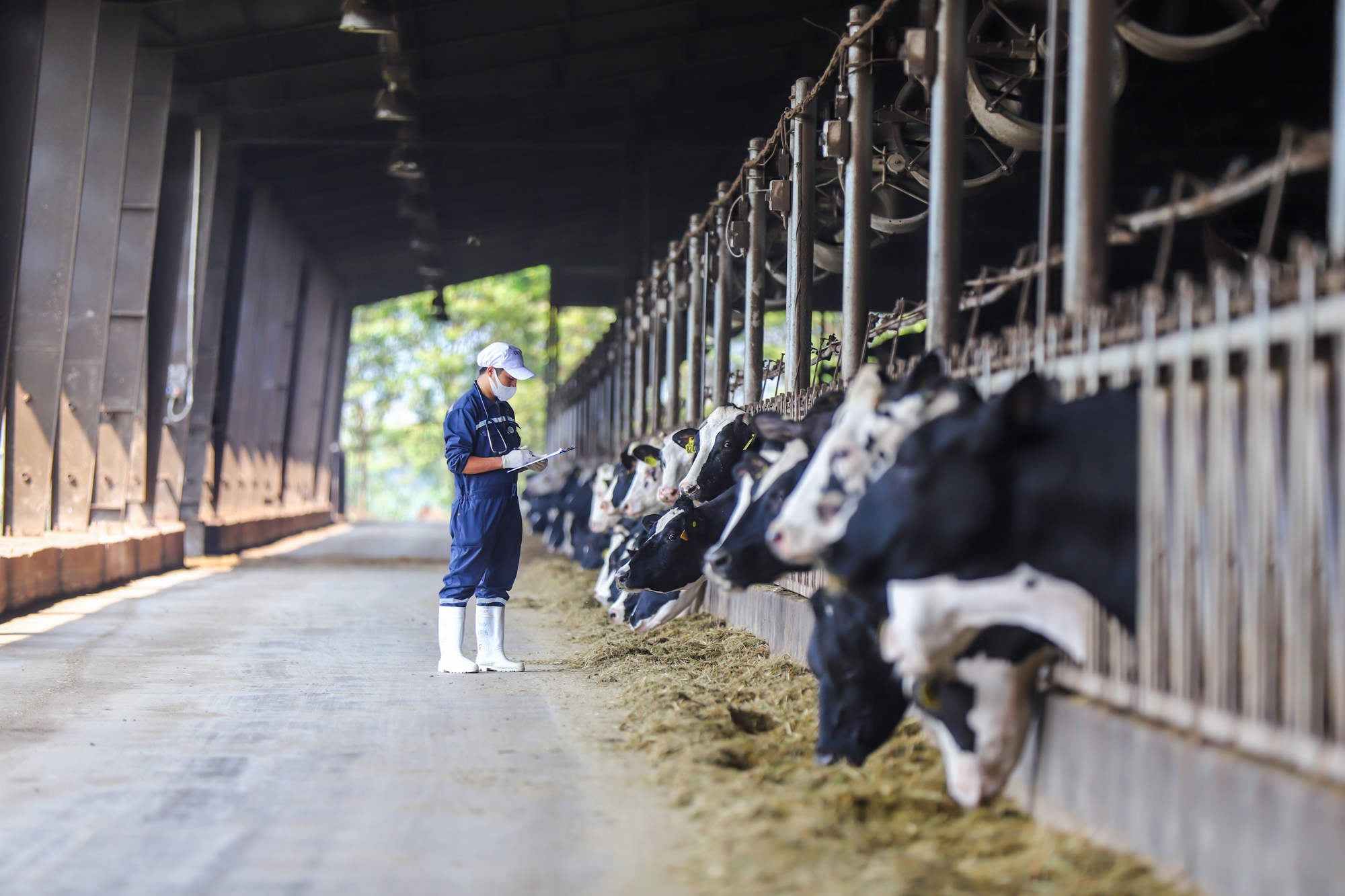 TH true MILK: Từ đồng cỏ xanh đến ly sữa sạch - Ảnh 14. TH true MILK: Từ đồng cỏ xanh đến ly sữa sạch - Ảnh 14.