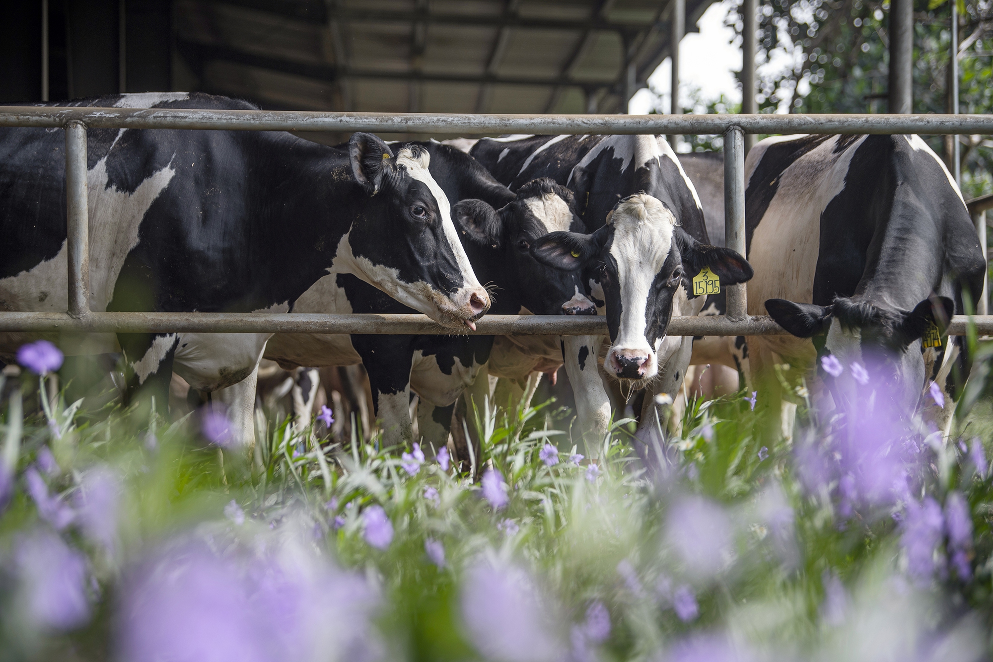 TH true MILK: Từ đồng cỏ xanh đến ly sữa sạch - Ảnh 15. TH true MILK: Từ đồng cỏ xanh đến ly sữa sạch - Ảnh 15.