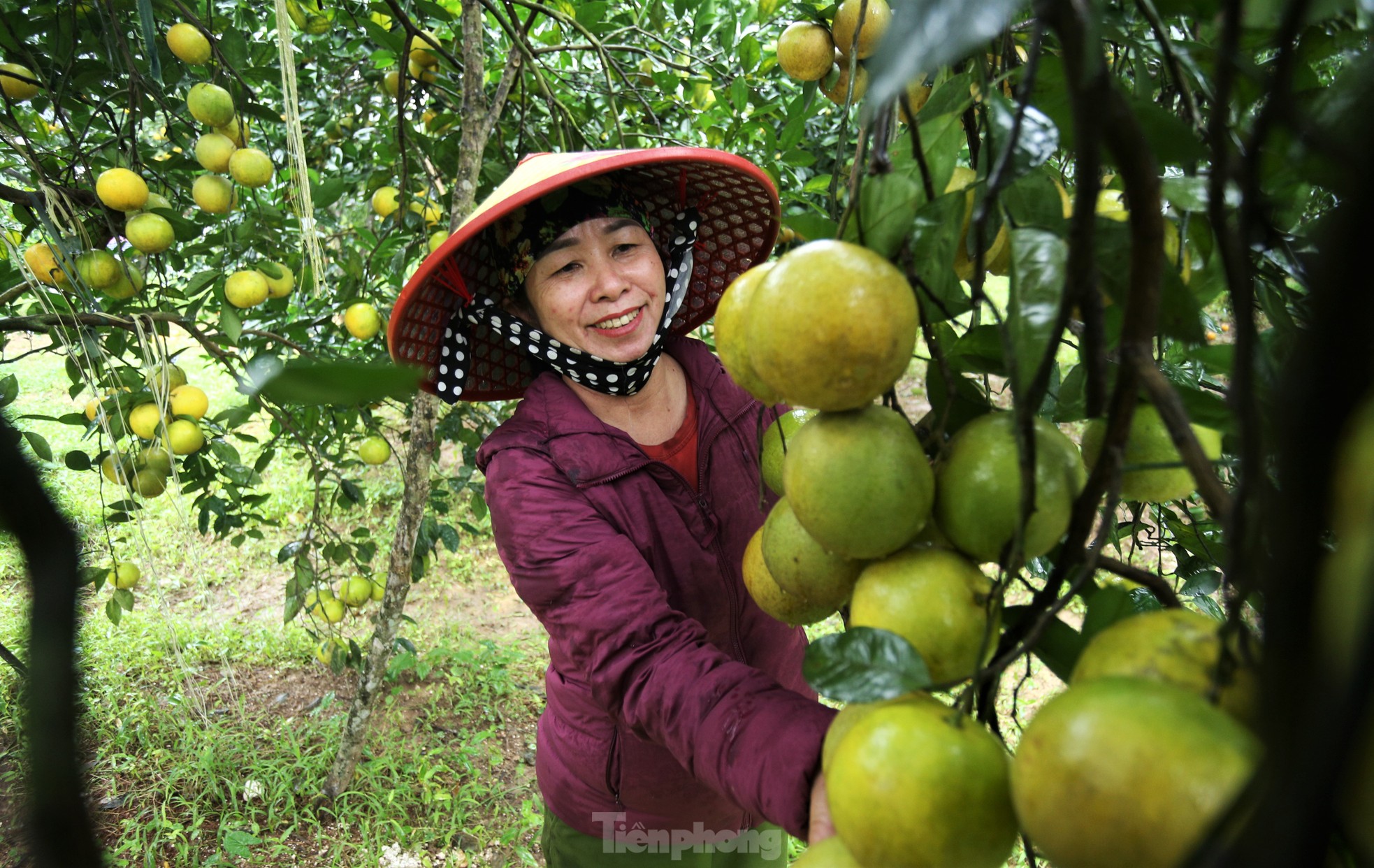 Chiêm ngưỡng vườn cam tiền tỷ sắp vào vụ Tết - Ảnh 3.