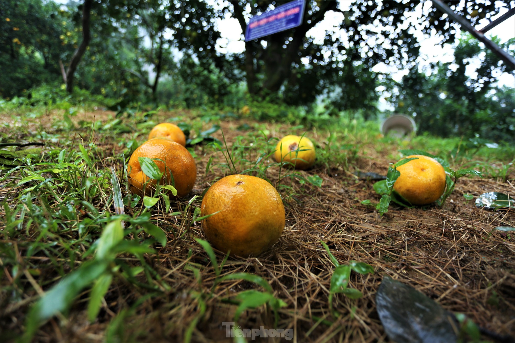 Chiêm ngưỡng vườn cam tiền tỷ sắp vào vụ Tết - Ảnh 16.