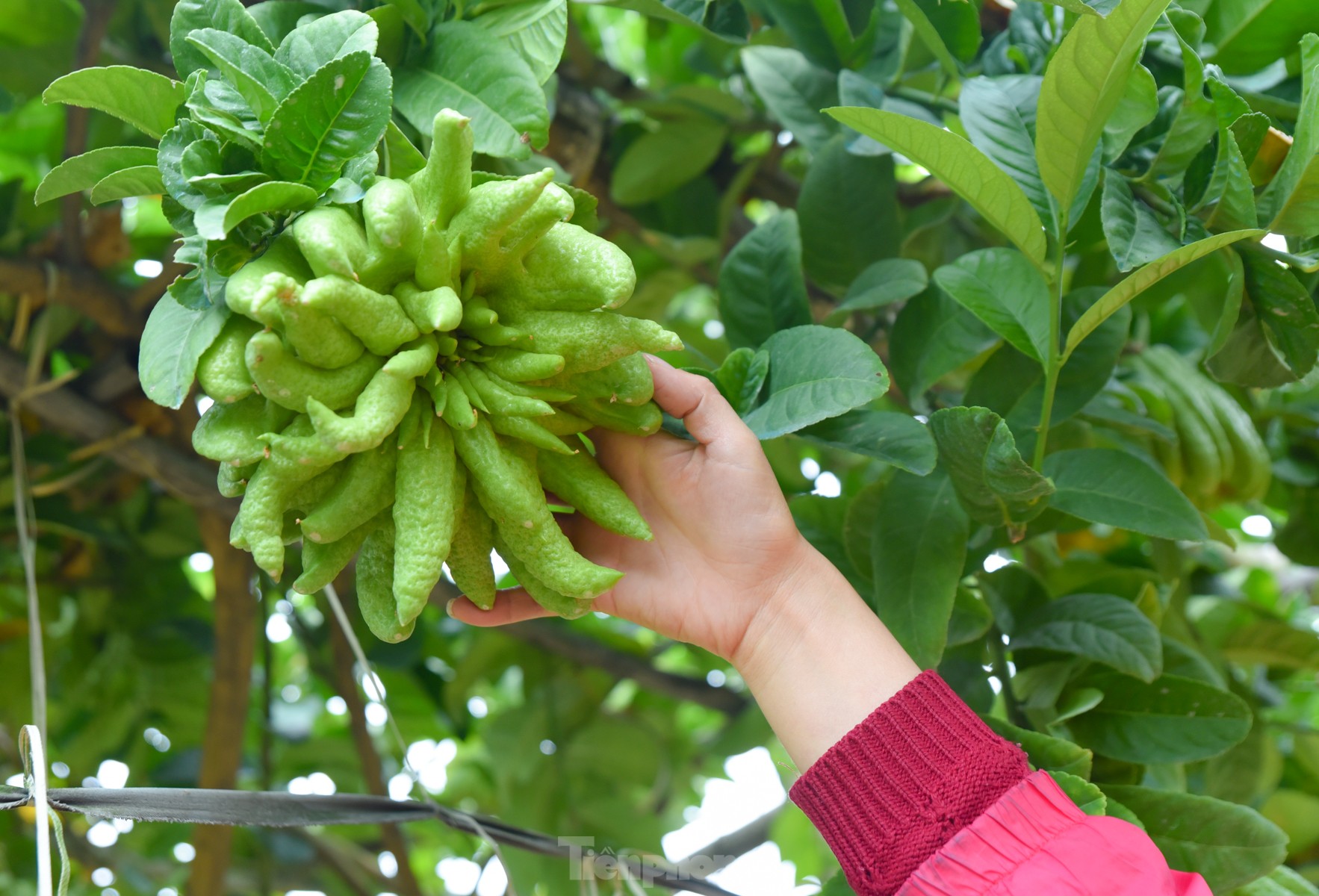 Làng trồng quả 'bàn tay Phật' lớn nhất miền Bắc tất bật vào vụ Tết Giáp Thìn - Ảnh 8.