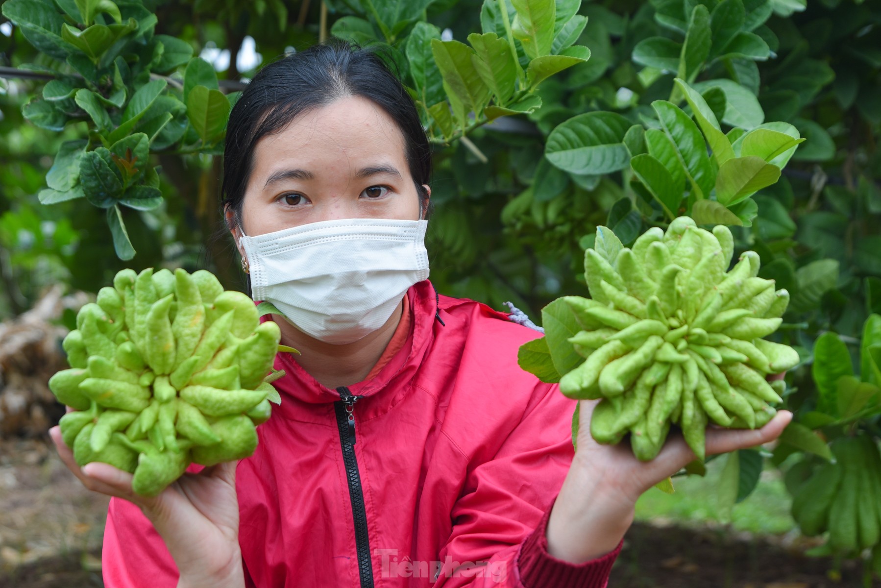 Làng trồng quả 'bàn tay Phật' lớn nhất miền Bắc tất bật vào vụ Tết Giáp Thìn - Ảnh 7.