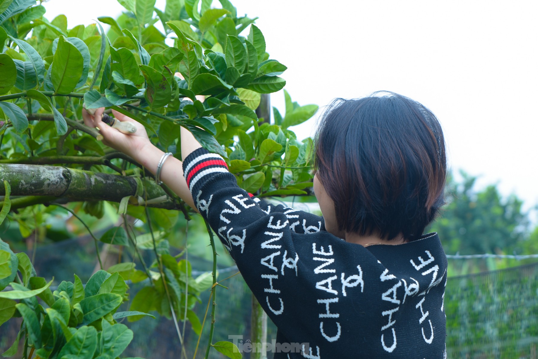 Làng trồng quả 'bàn tay Phật' lớn nhất miền Bắc tất bật vào vụ Tết Giáp Thìn - Ảnh 3.