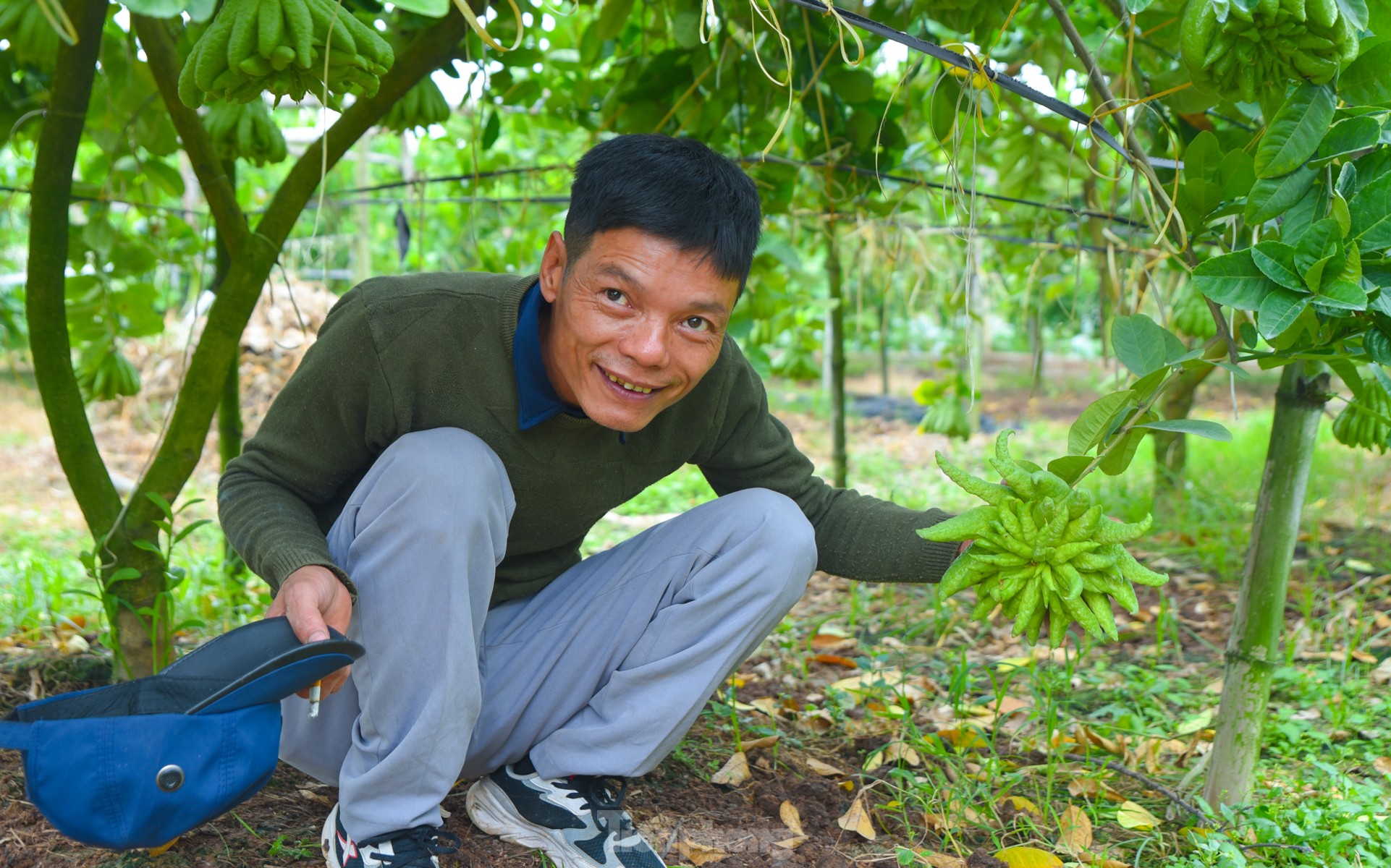 Làng trồng quả 'bàn tay Phật' lớn nhất miền Bắc tất bật vào vụ Tết Giáp Thìn - Ảnh 12.