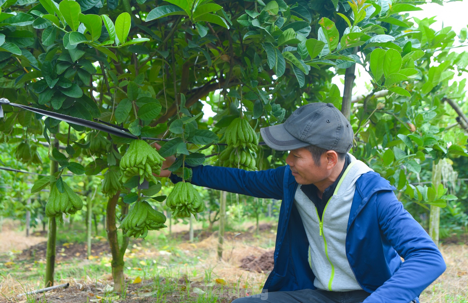 Làng trồng quả 'bàn tay Phật' lớn nhất miền Bắc tất bật vào vụ Tết Giáp Thìn - Ảnh 11.