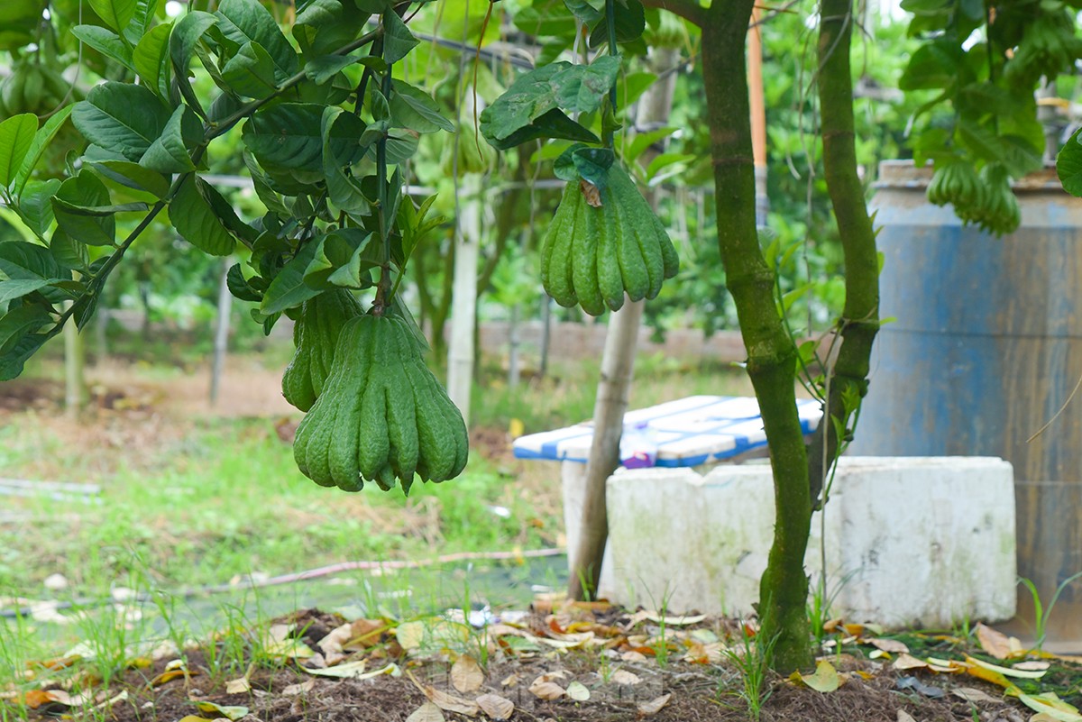 Làng trồng quả 'bàn tay Phật' lớn nhất miền Bắc tất bật vào vụ Tết Giáp Thìn - Ảnh 13.