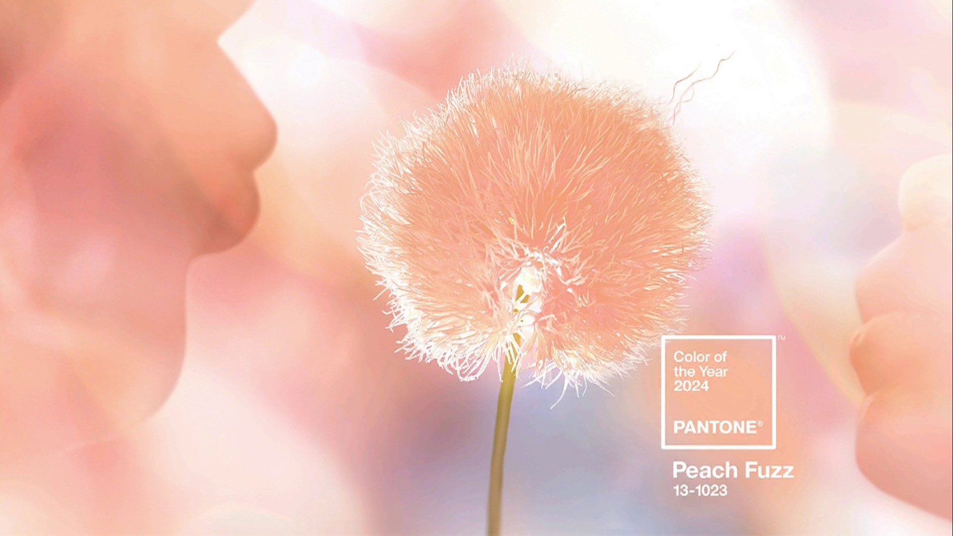 Pantone công bố màu của năm 2024: Đại diện cho lòng nhân ái, sự kết nối con người và sức khỏe tinh thần- Ảnh 3.