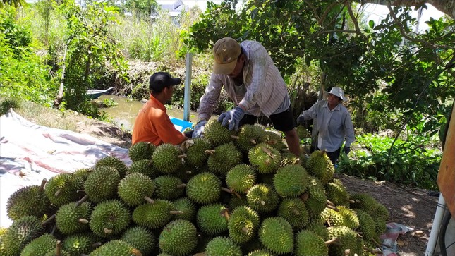 Sầu riêng tăng giá kỷ lục - Ảnh 1.