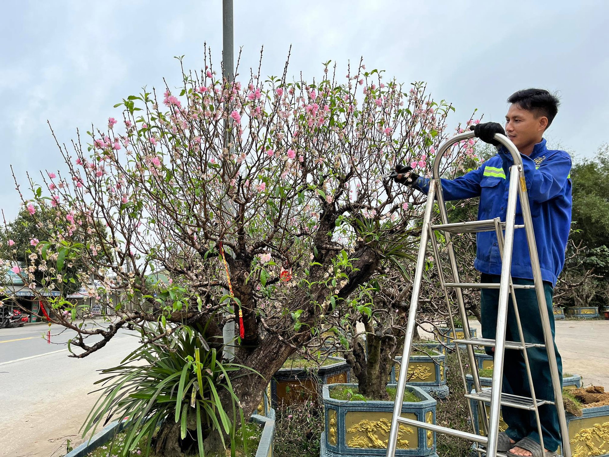 Dịch vụ ký gửi chăm sóc cây đào cổ thụ sau tết quá tải, chủ nhà vườn tất bật thu gom - Ảnh 7.