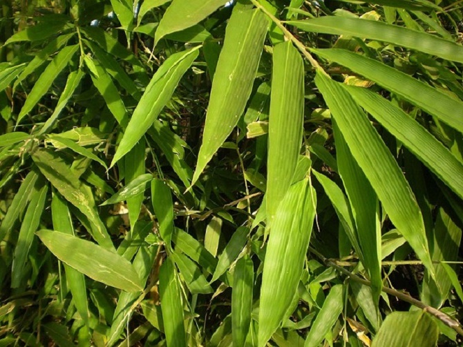 Loại cây là biểu tượng văn hóa Việt có công dụng chữa bệnh 'thay đổi thời tiết' vô cùng hiệu quả - Ảnh 2.