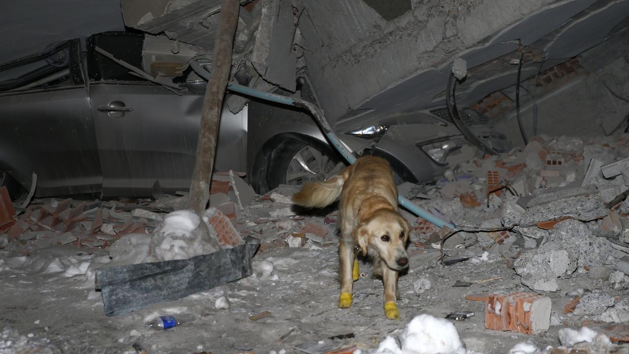 Chú chó cứu hộ khiến thế giới rơi nước mắt: Bị thương ở chân vẫn miệt mài tìm kiếm nạn nhân động đất Thổ Nhĩ Kỳ - Ảnh 3.