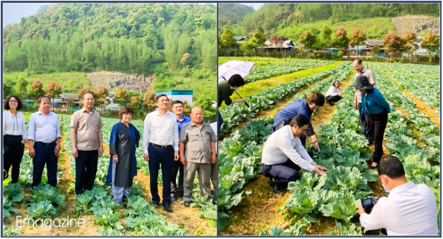 Đắm say thảo dược Việt và khát vọng đưa các quốc bảo trở thành sinh kế của người dân (Kỳ II) - Ảnh 2.