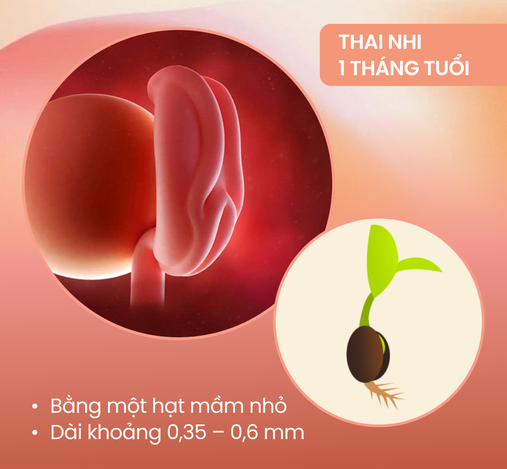 Sự phát triển của thai nhi theo từng tháng kỳ diệu thế nào?  - Ảnh 1.