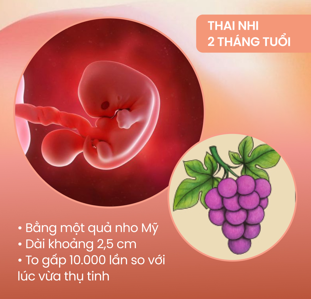 Sự phát triển của thai nhi theo từng tháng kỳ diệu thế nào?  - Ảnh 2.