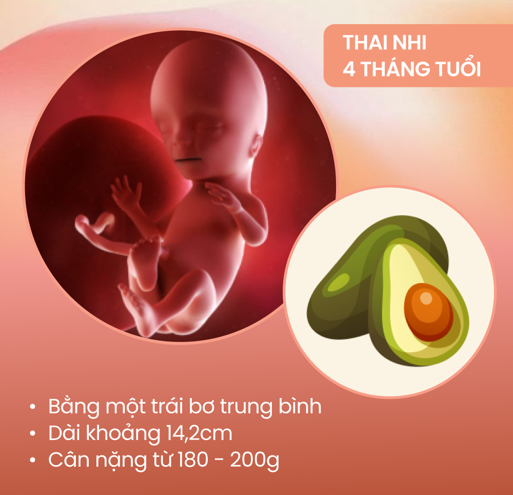 Sự phát triển của thai nhi theo từng tháng kỳ diệu thế nào?  - Ảnh 4.