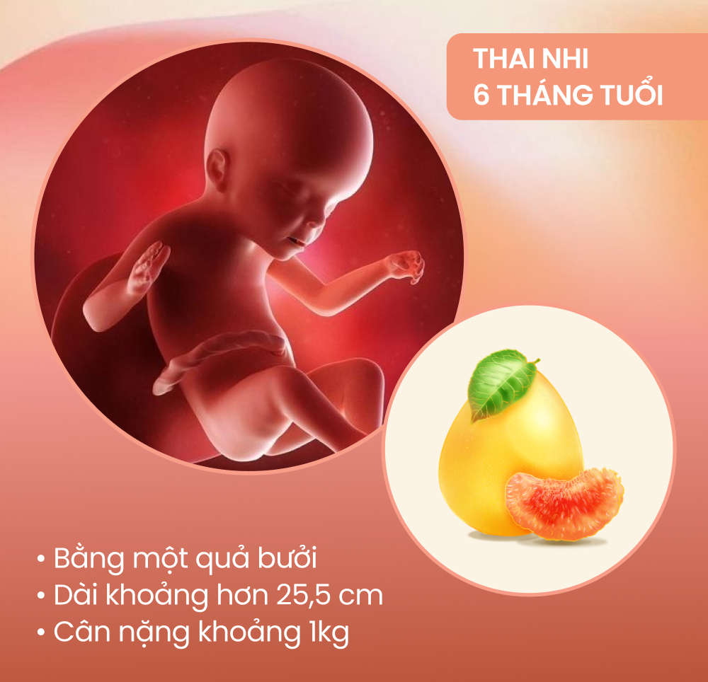 Sự phát triển của thai nhi theo từng tháng kỳ diệu thế nào?  - Ảnh 6.