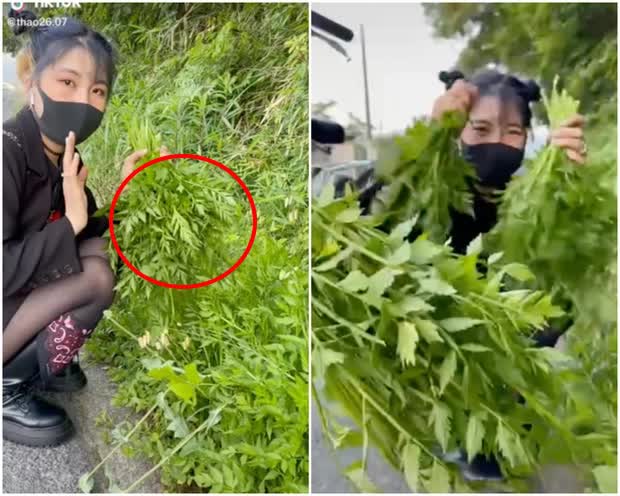 Các bạn trẻ Việt ở Nhật chuyên hái 'cỏ dại' về ăn khiến người Nhật kinh ngạc, dân mạng xem xong chỉ biết cười - Ảnh 3.