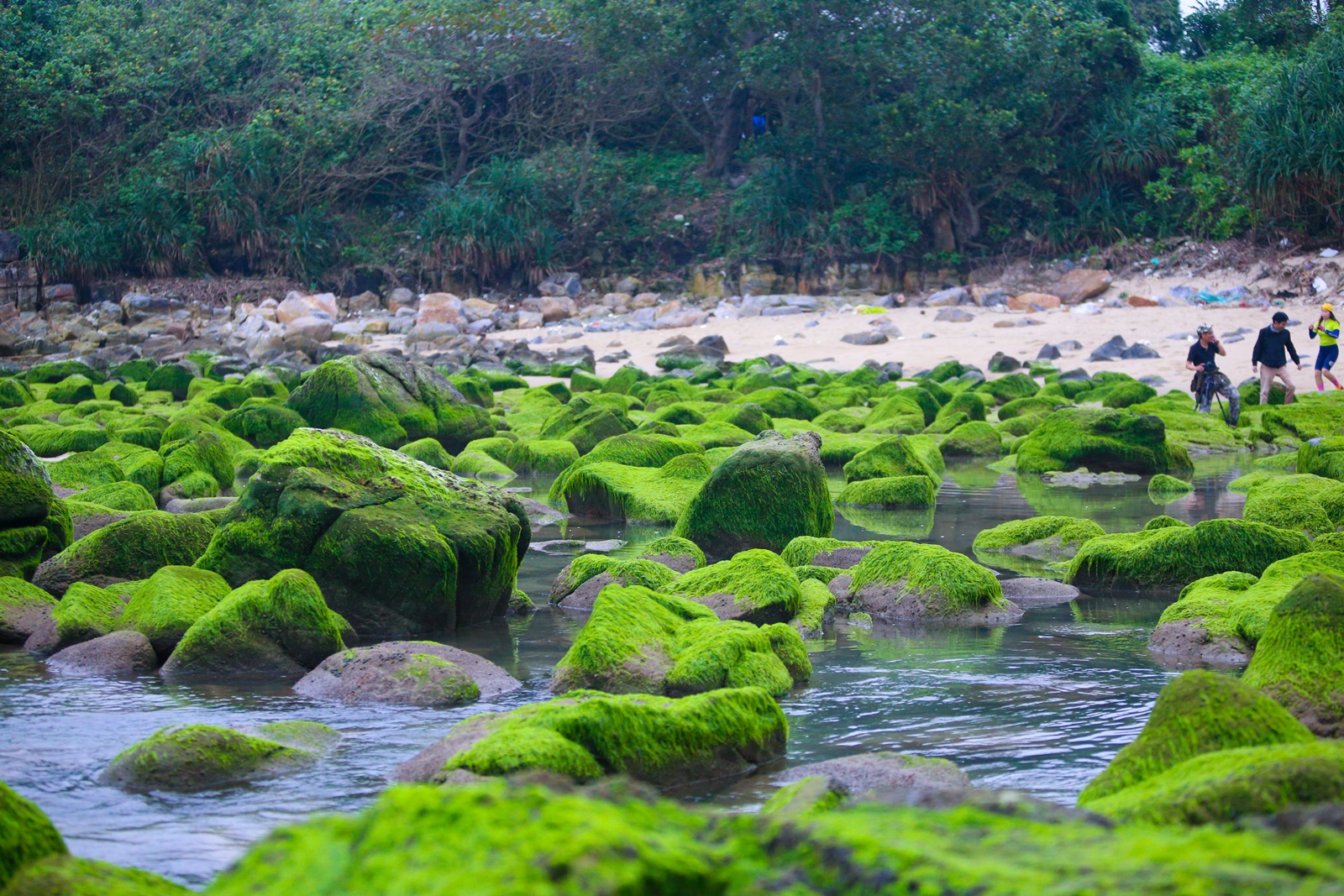 Ảnh: Chen chân chụp ảnh bãi rêu tuyệt đẹp ven biển Đà Nẵng - Ảnh 2.
