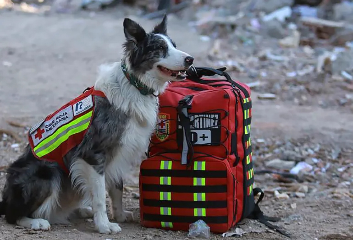 Hình ảnh &quot;nhân viên cứu hộ đặc biệt&quot; xử lý hậu quả động đất ở Thổ Nhĩ Kỳ và Syria - Ảnh 10.