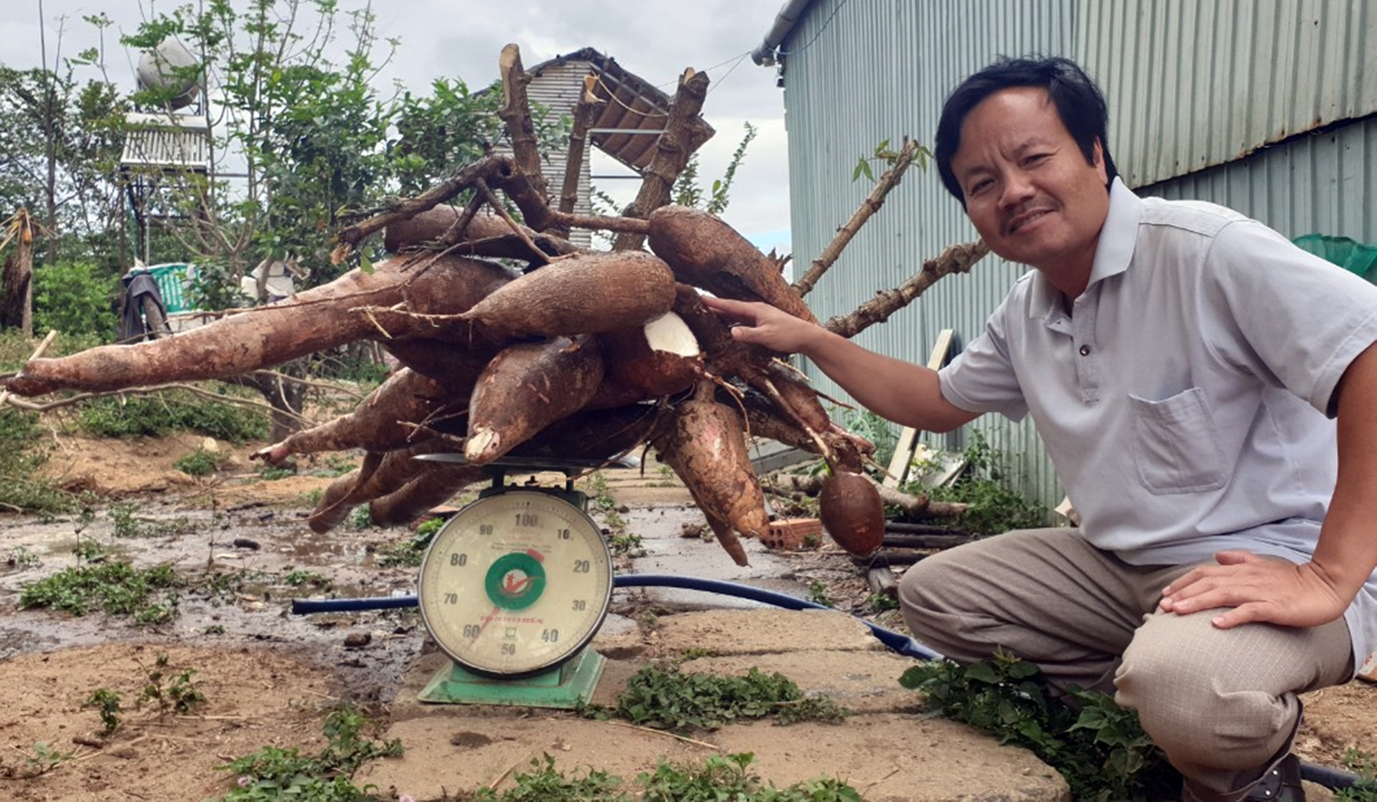 Cây mì đột biến cho chùm củ gần 70kg - Ảnh 1. Cây mì đột biến cho chùm củ gần 70kg - Ảnh 1.