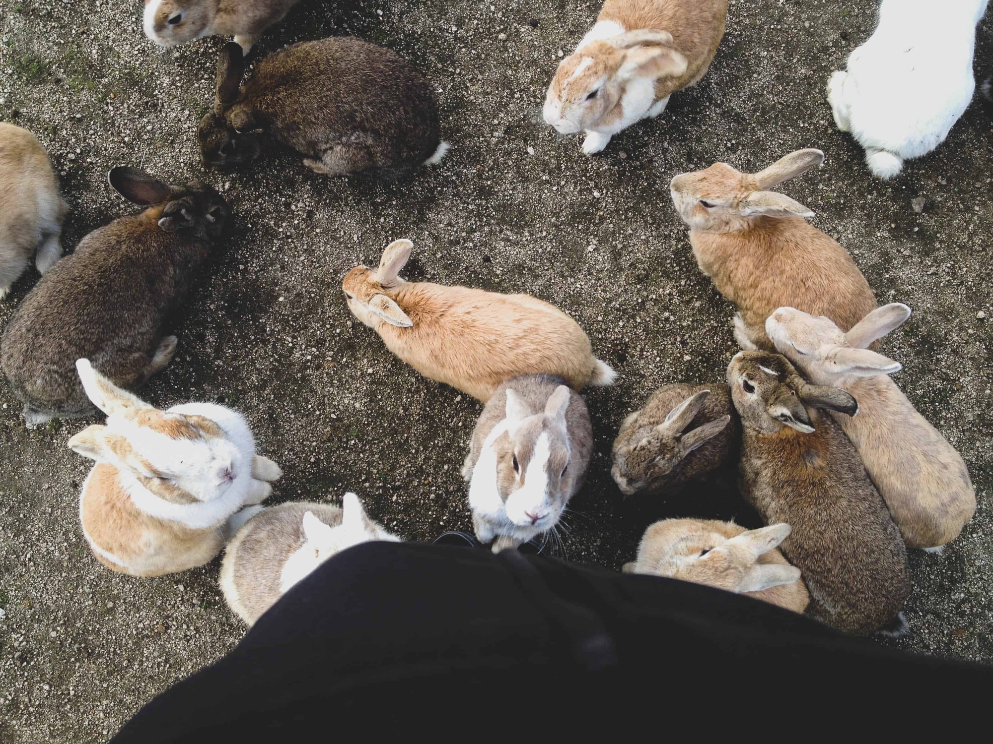 Gần nghìn con thỏ trên đảo thỏ Nhật Bản đối diện với nguy cơ bị xóa sổ chỉ vì một lỗi lầm tai hại của du khách - Ảnh 1.