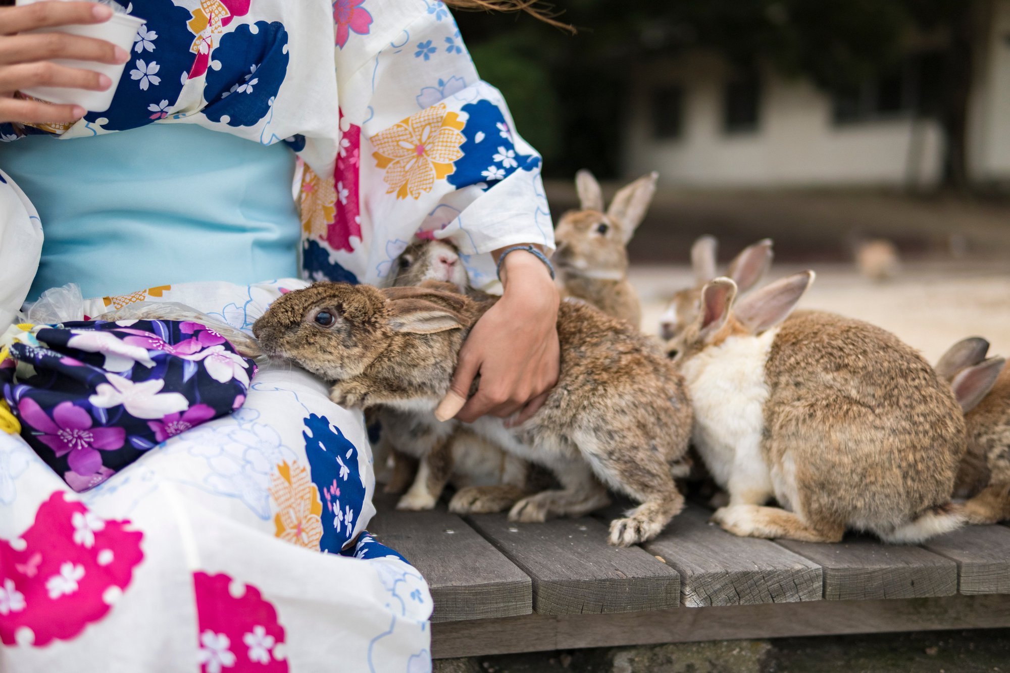 Gần nghìn con thỏ trên đảo thỏ Nhật Bản đối diện với nguy cơ bị xóa sổ chỉ vì một lỗi lầm tai hại của du khách - Ảnh 2.