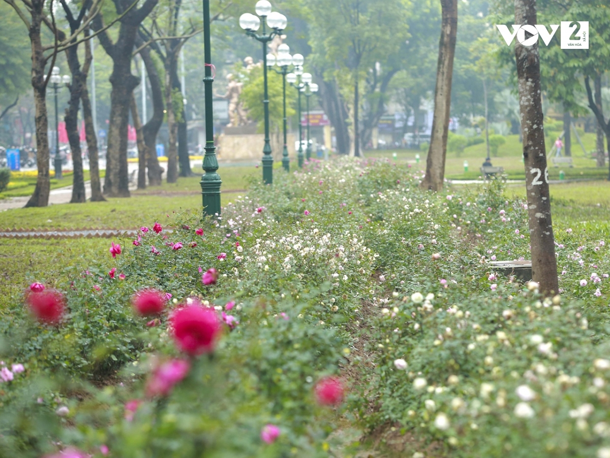 Không gian xanh mới ở công viên Thống Nhất (Hà Nội) thu hút người dân - Ảnh 4.
