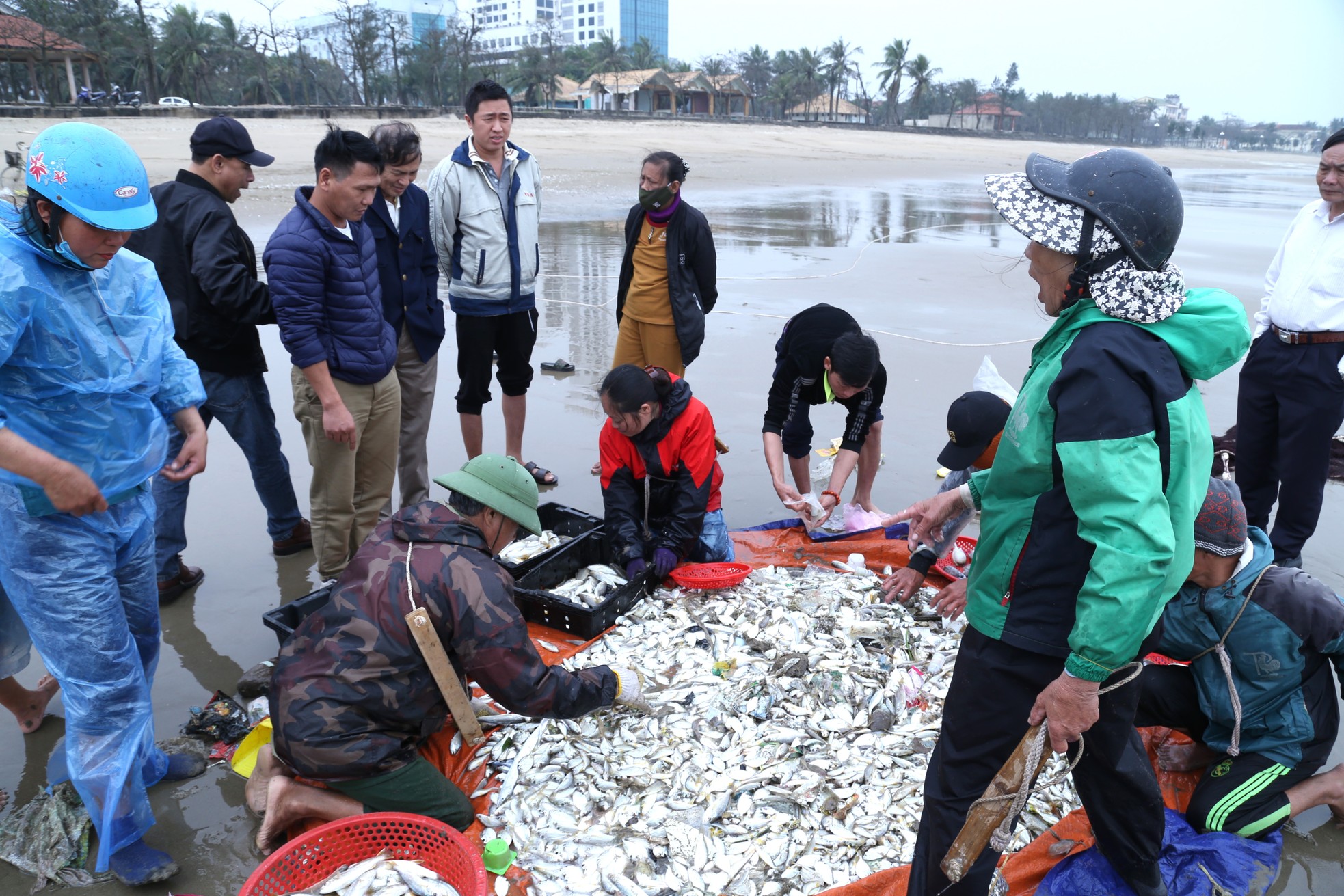 Ngư dân ‘hết thời’ đi kéo lưới rùng, kiếm tiền triệu trong ngày - Ảnh 10.