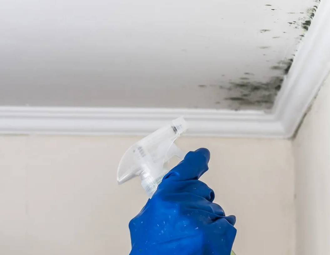 Mách bạn mẹo hay để loại bỏ nấm mốc trên trần nhà tắm - Ảnh 1.