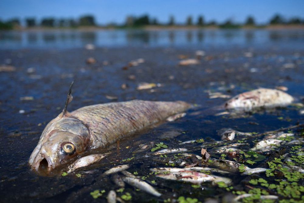 Nghiên cứu mới cảnh báo: Ăn cá trong sông hồ nước ngọt tương đương với việc uống nước nhiễm độc trong một tháng - Ảnh 4.